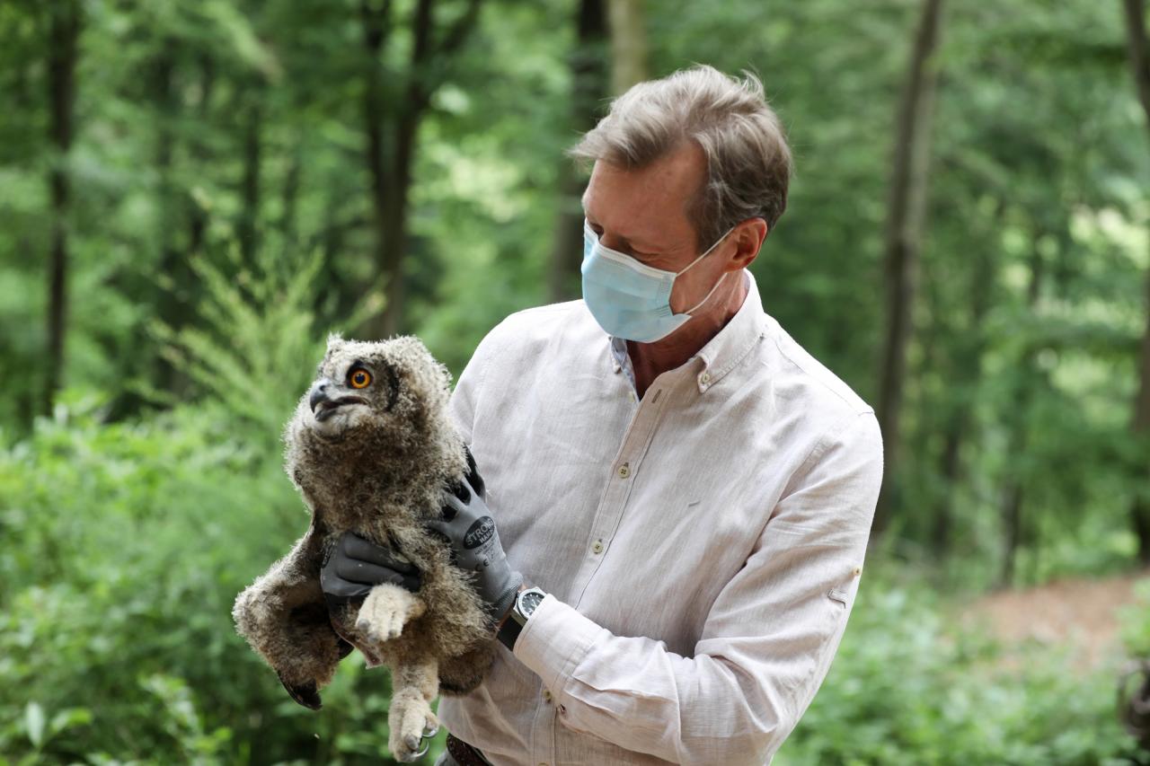 Le Grand-Duc est allé à la découverte d'un hibou à Lintgen