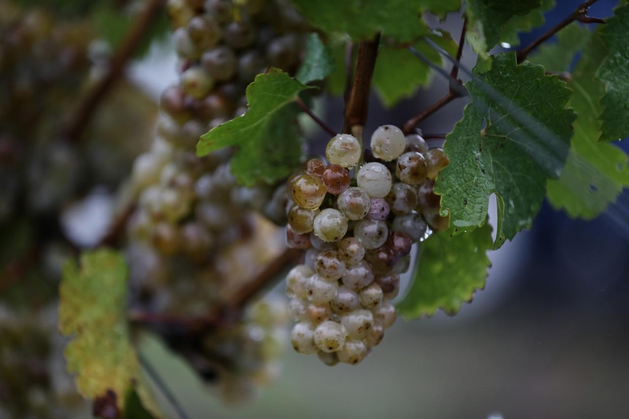 Le Grand-Duc a assisté aux vendanges dans les vignobles de la « Wormer Koeppchen ».