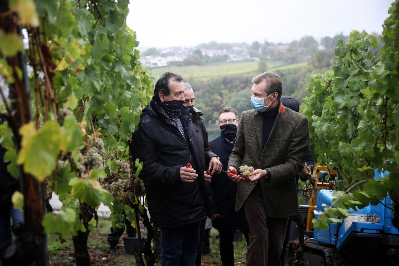 Le Grand-Duc a assisté aux vendanges dans les vignobles de la « Wormer Koeppchen ».