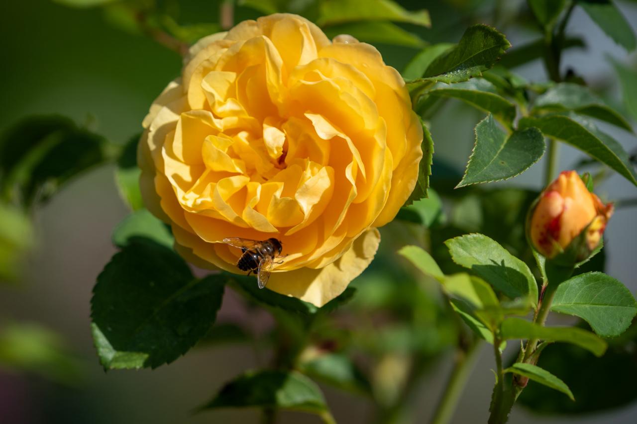 Die Gärten von Schloss Berg im Sommer