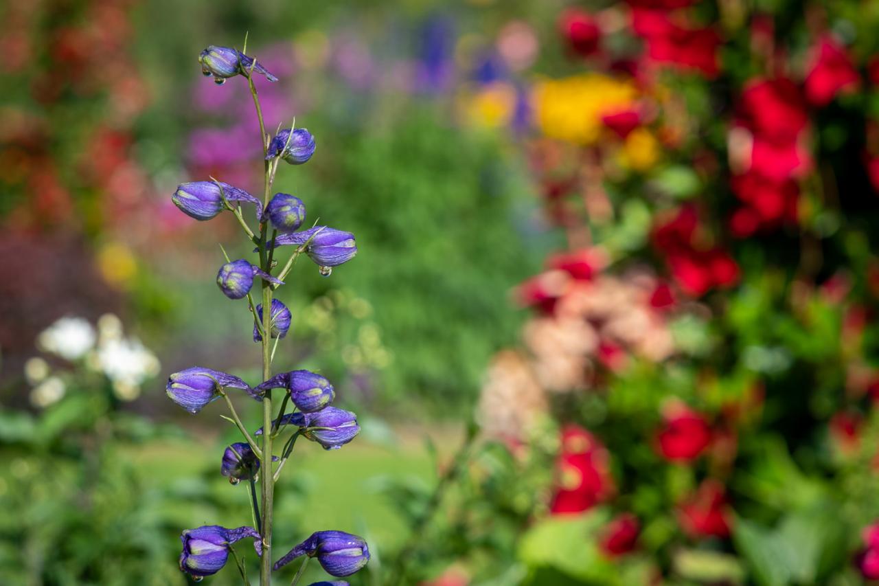 Les Jardins du Château de Berg pendant l'été