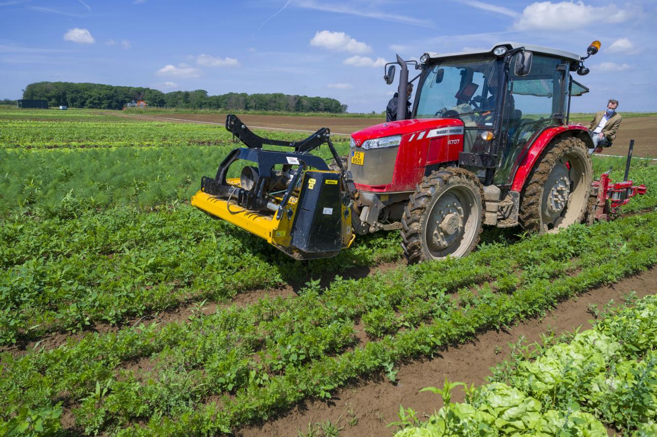 Le Grand-Duc participe au binage de salades