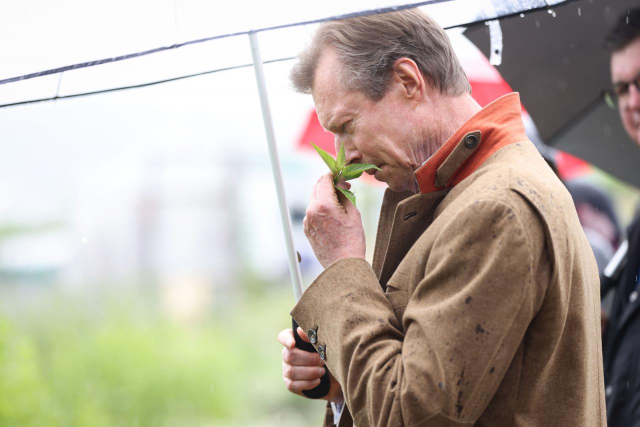 Le Grand-Duc sent une herbe aromatique