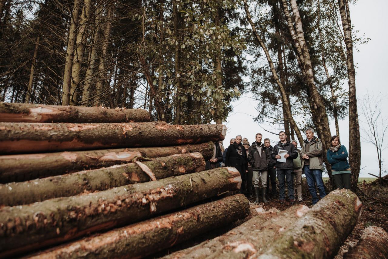 Le Grand-Duc observe des troncs de bois coupés suite à un entretien de la forêt