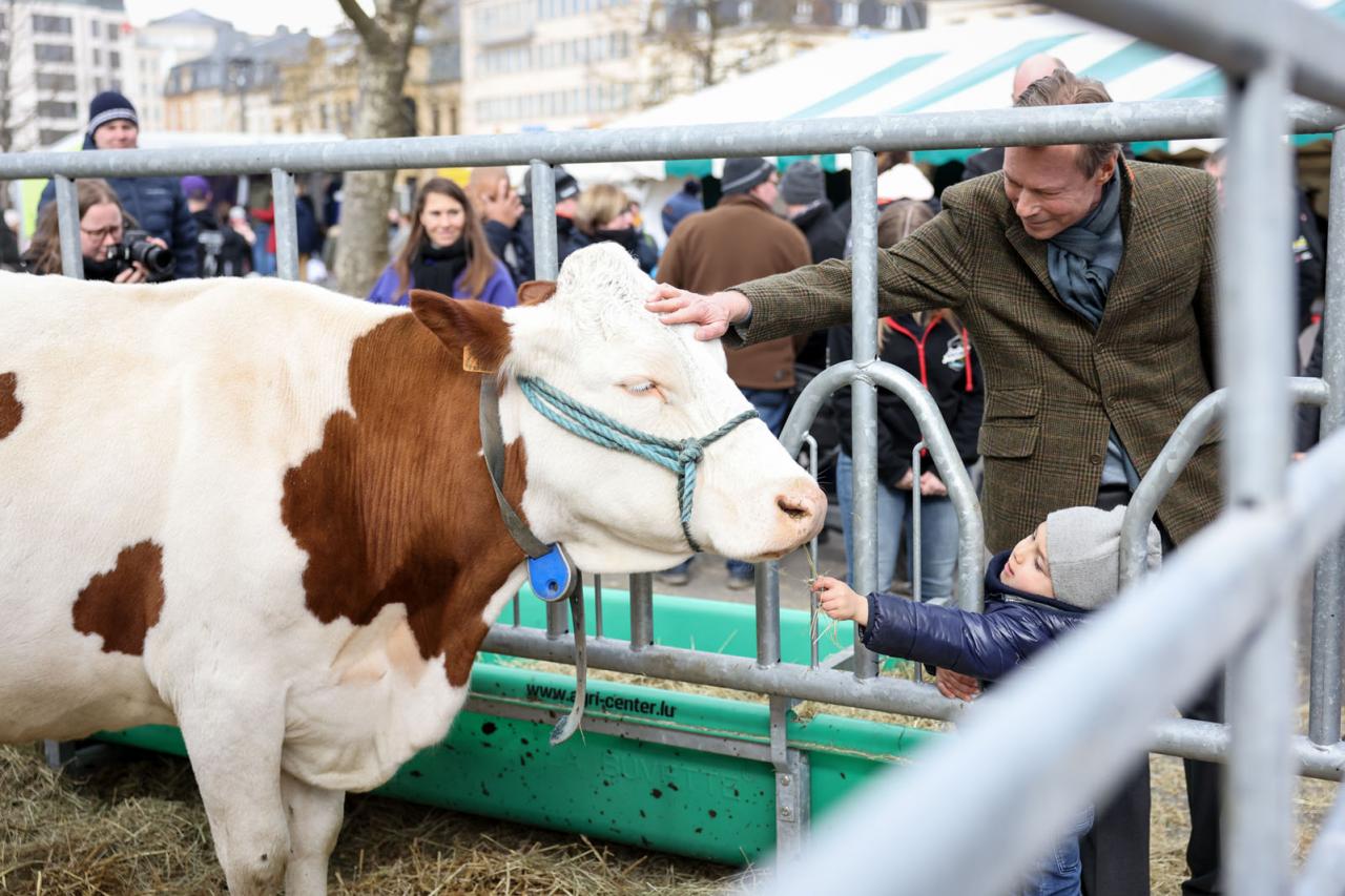 Le Grand-Duc caresse le museau d'une vache
