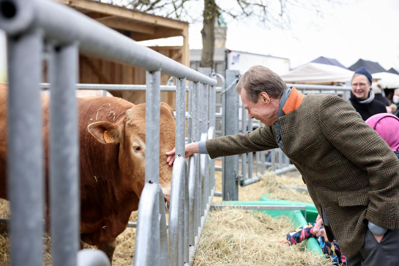 Le Grand-Duc touche le museau d'une vache