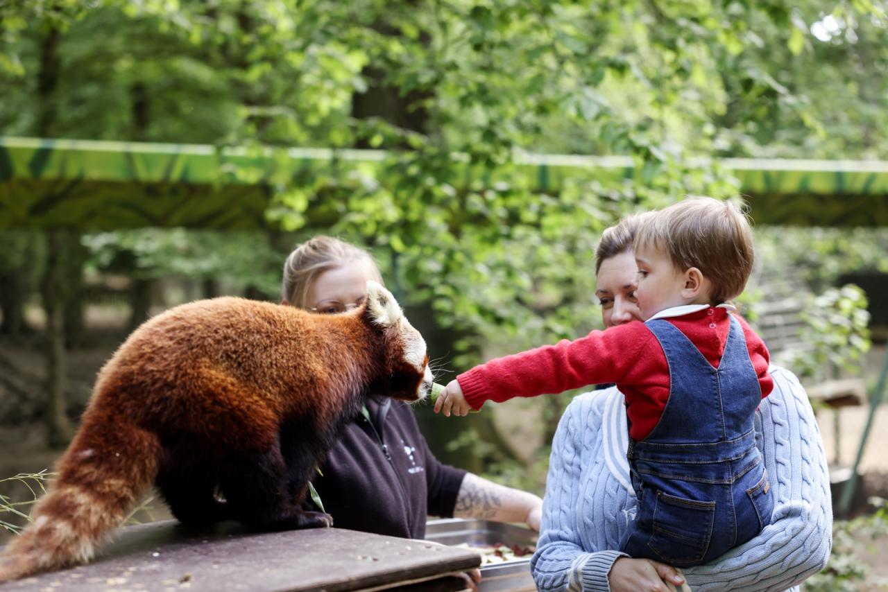 Le Prince Charles donne un fruit à un panda rouge