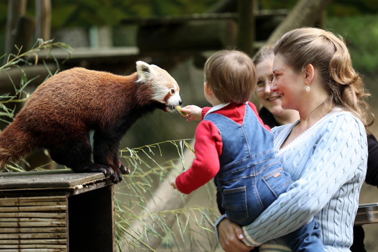 Le Prince Charles donne un fruit à un panda rouge