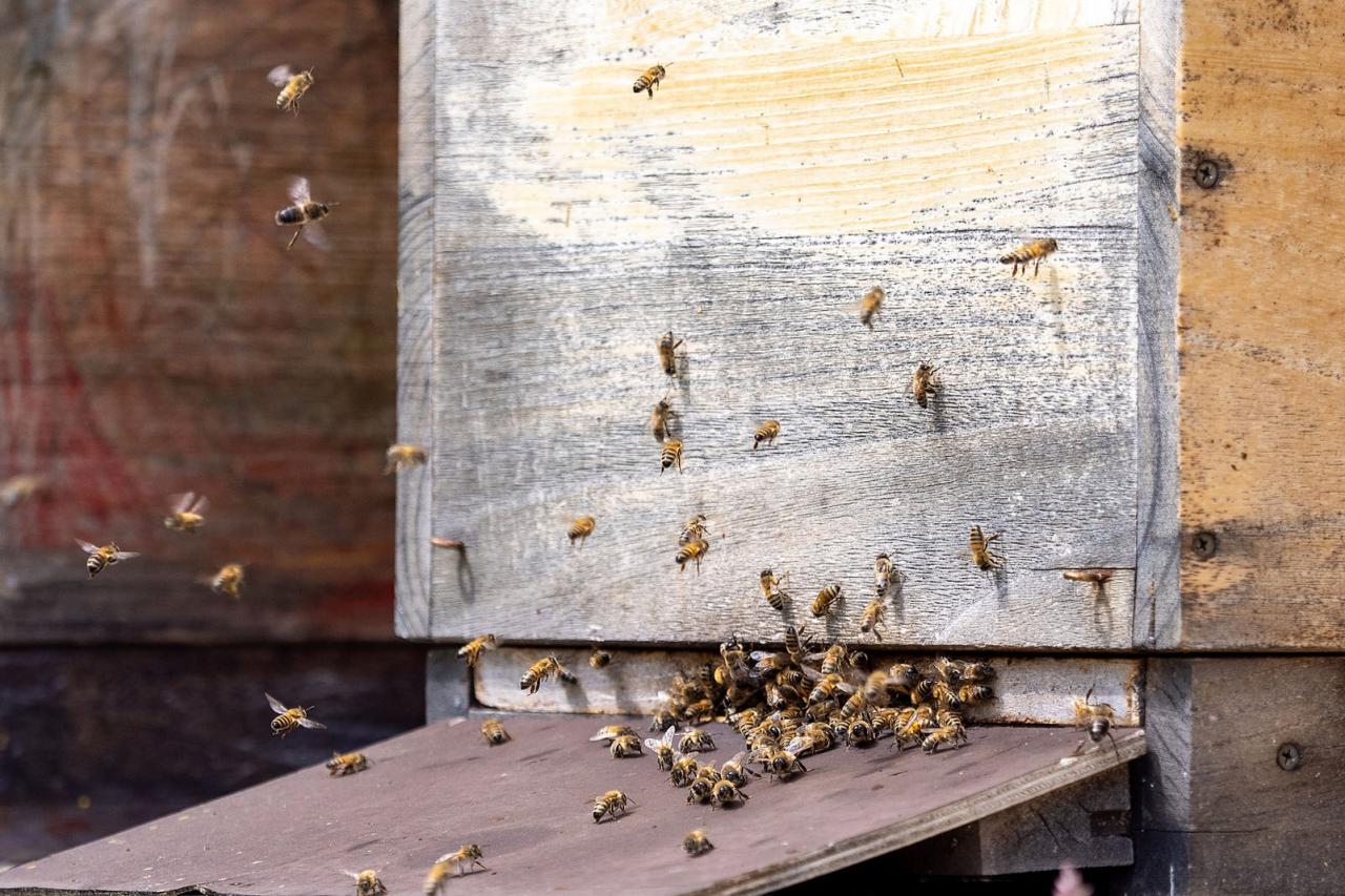 Vue sur une ruche d'abeilles