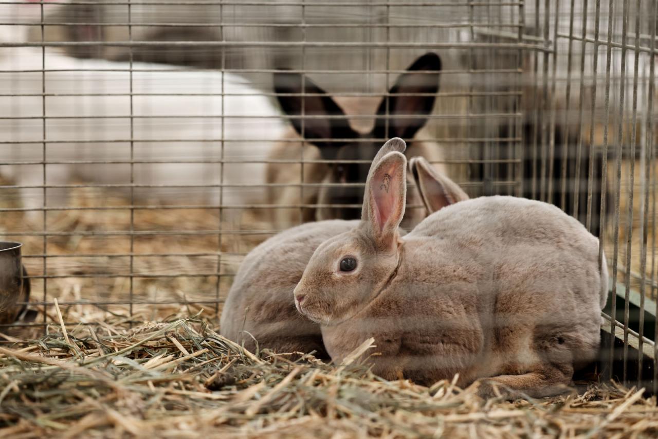 Des lapins dans une cage à la Foire Agricole d'Ettelbruck