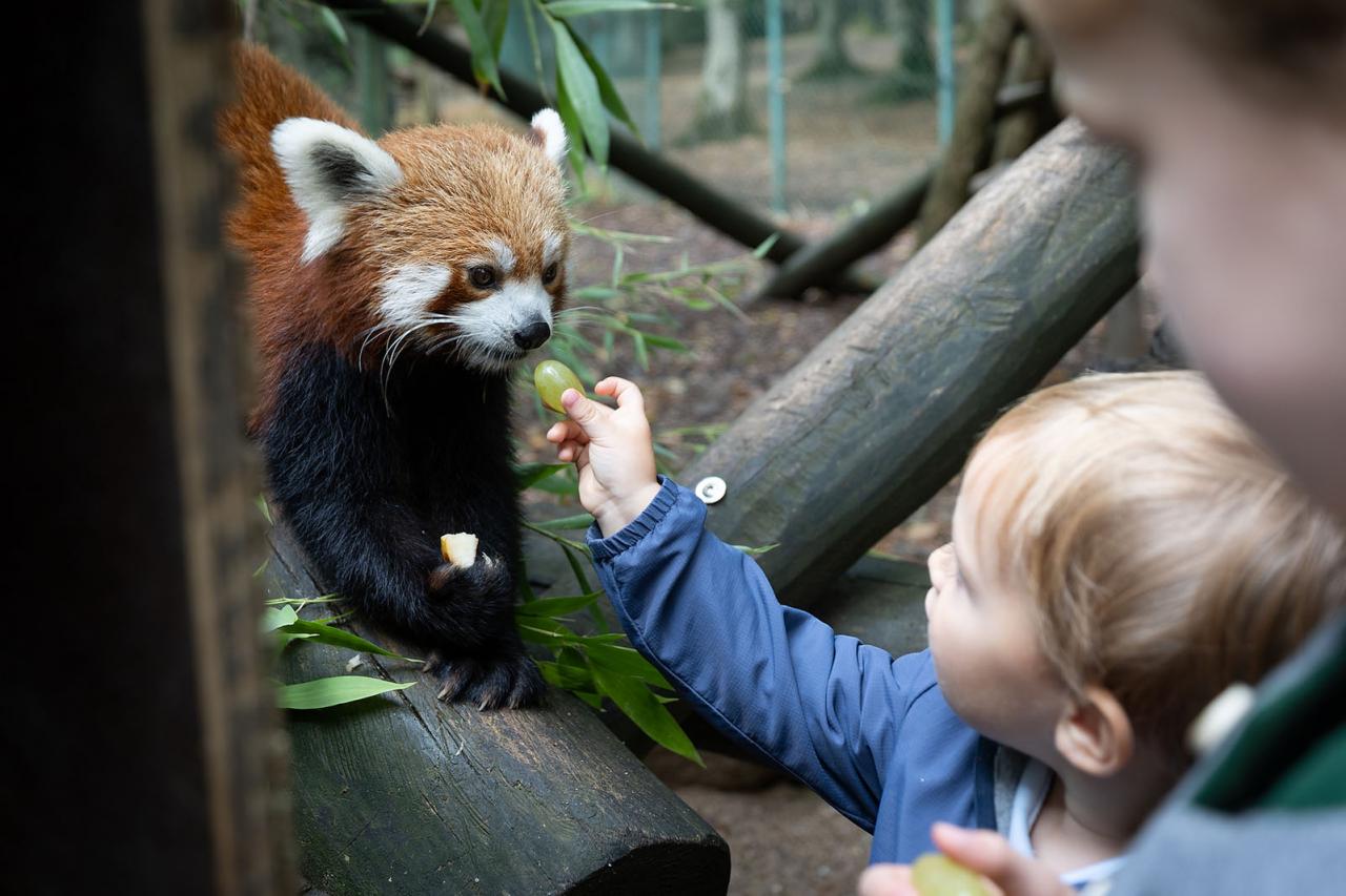 Le Prince Charles donne un raisin à un panda roux