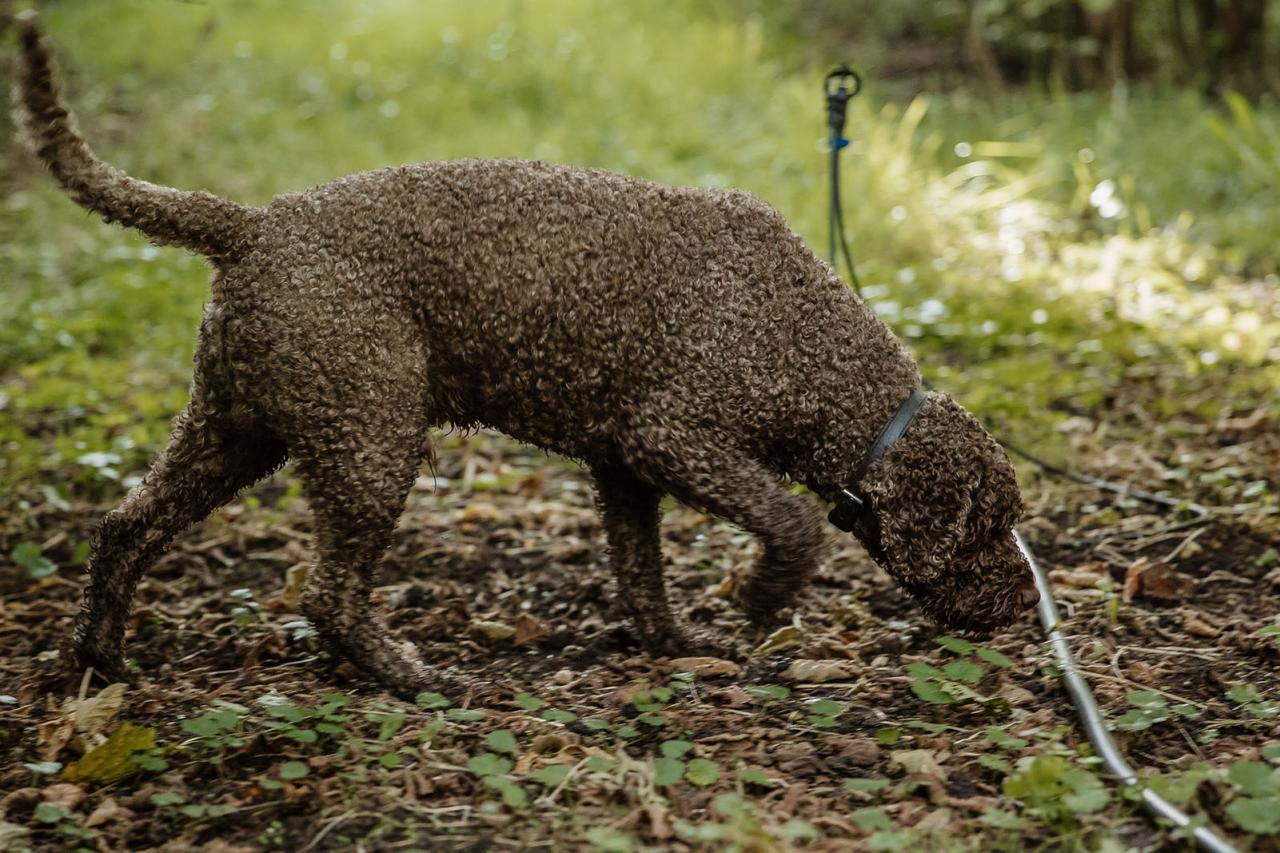 Un chien truffier à la recherche d'une truffe
