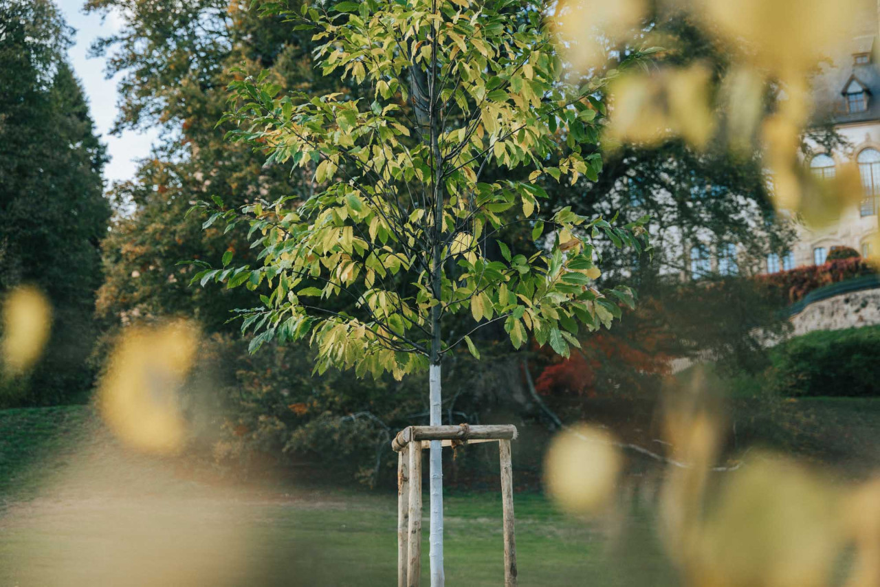 plantation_arbre_commemoratif_fhl-1.jpg