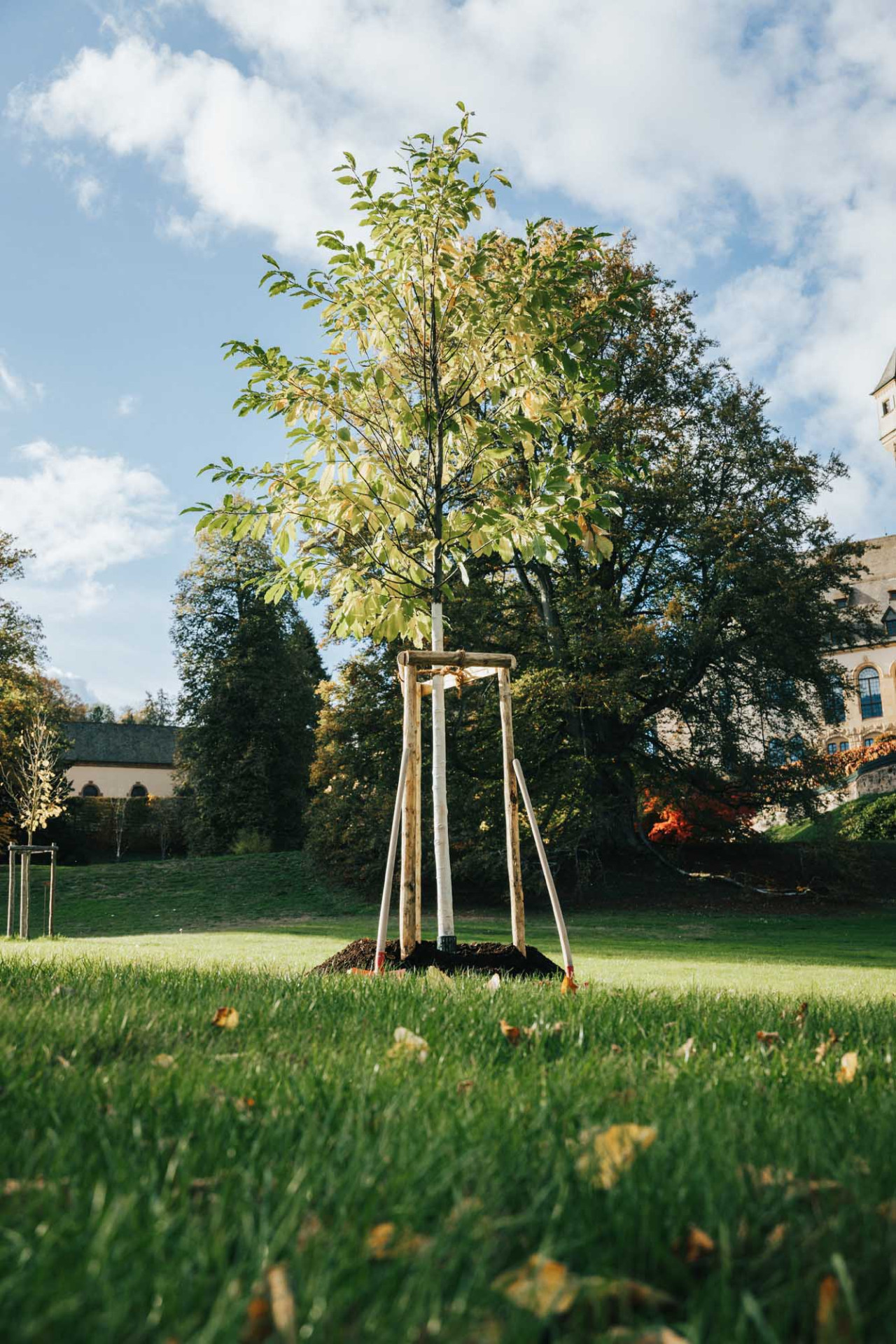 plantation_arbre_commemoratif_fhl-4.jpg