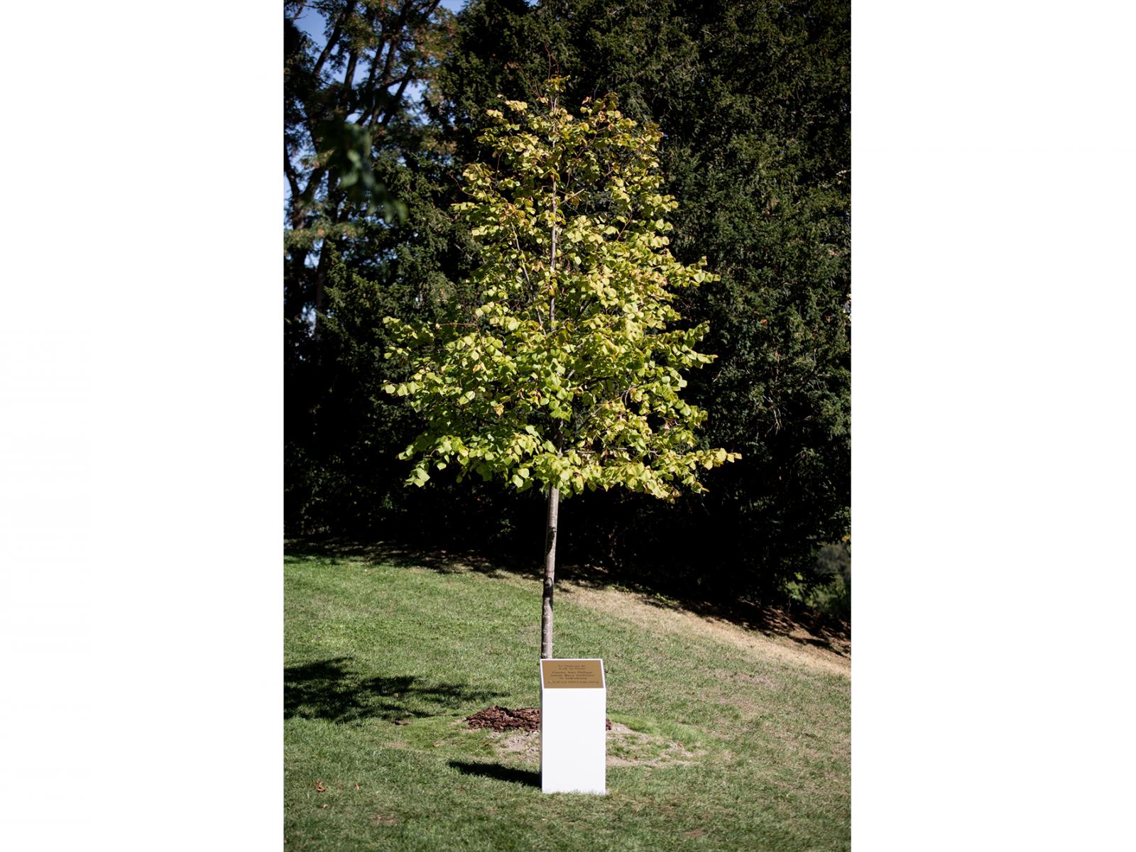 L'arbre planté en l'honneur du Prince Charles