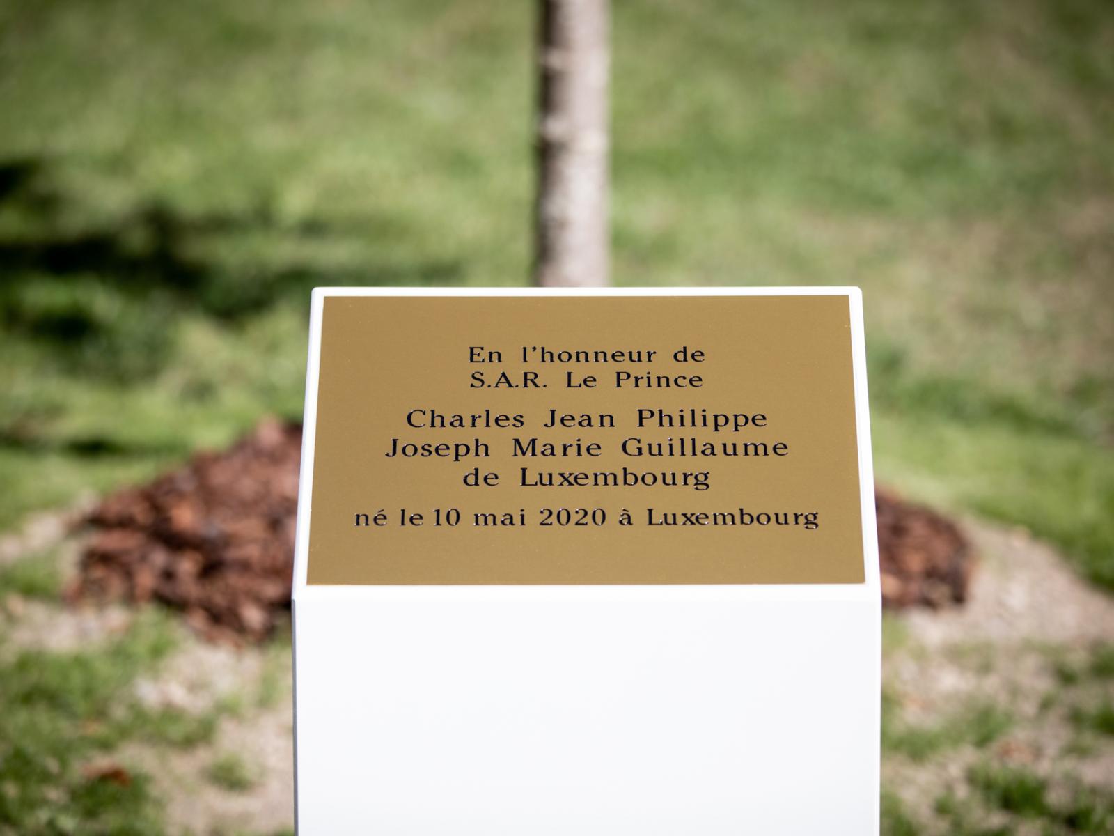 L'arbre planté en l'honneur du Prince Charles