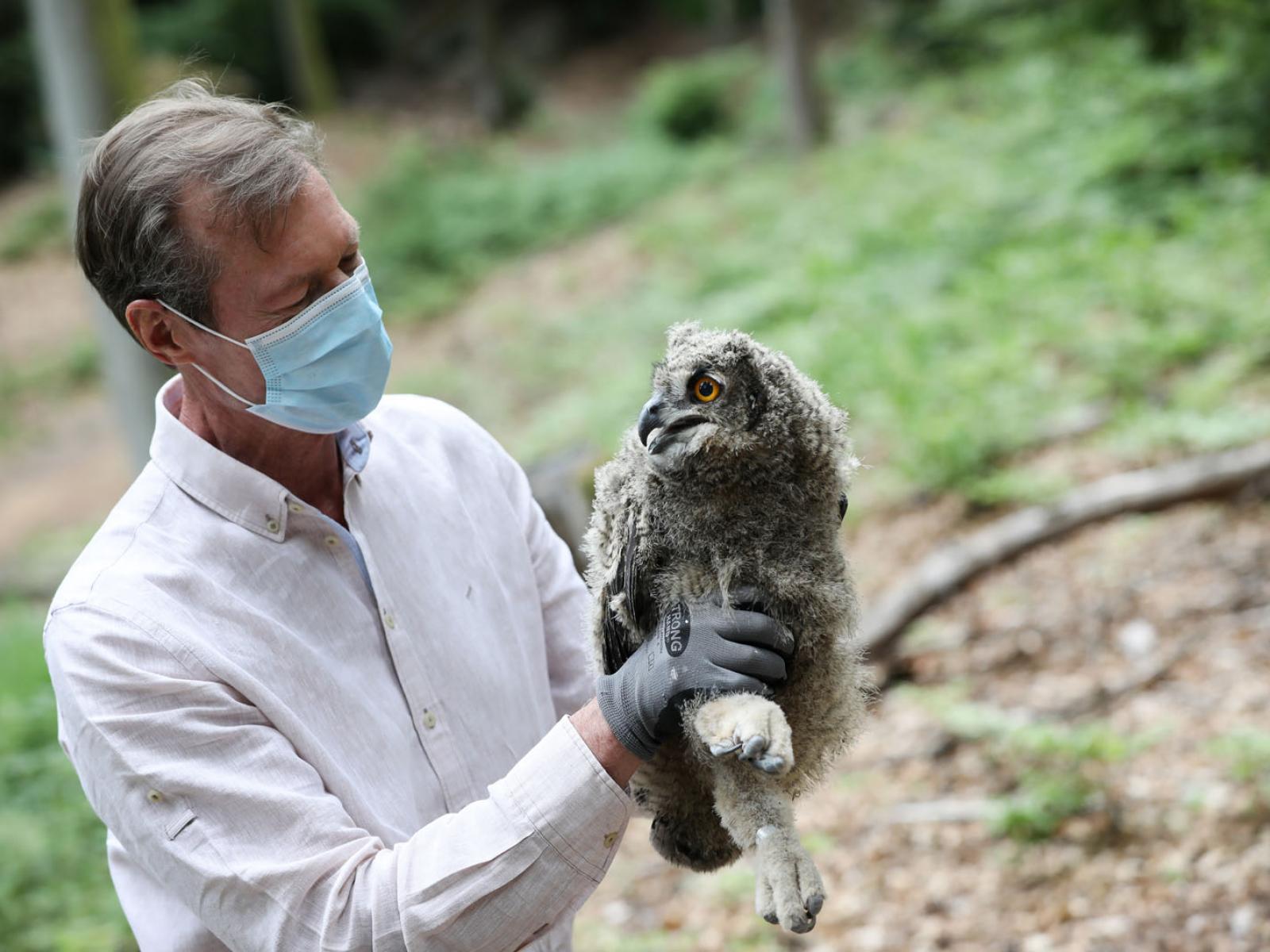 Le Grand-Duc observe un hibou grand-duc