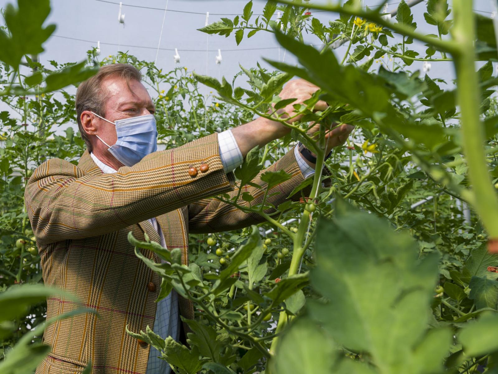 Le Grand-Duc cueille une tomate