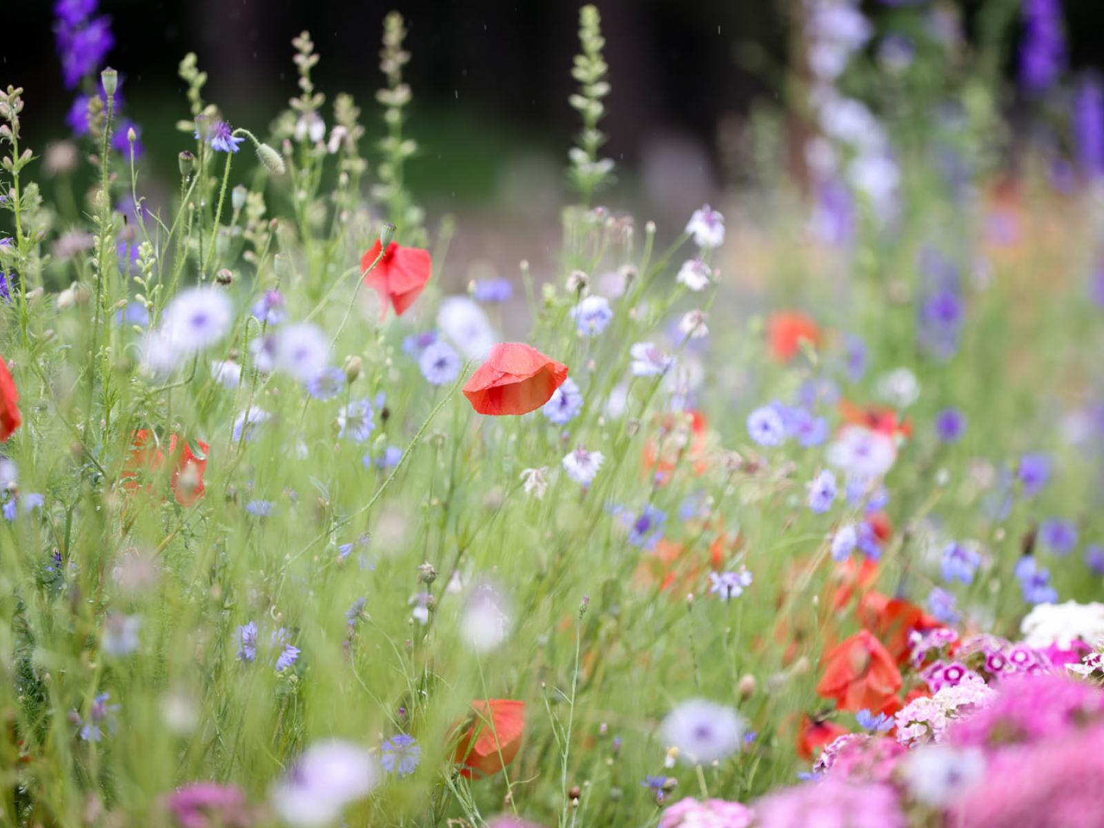 Vue sur le jardin Botanika