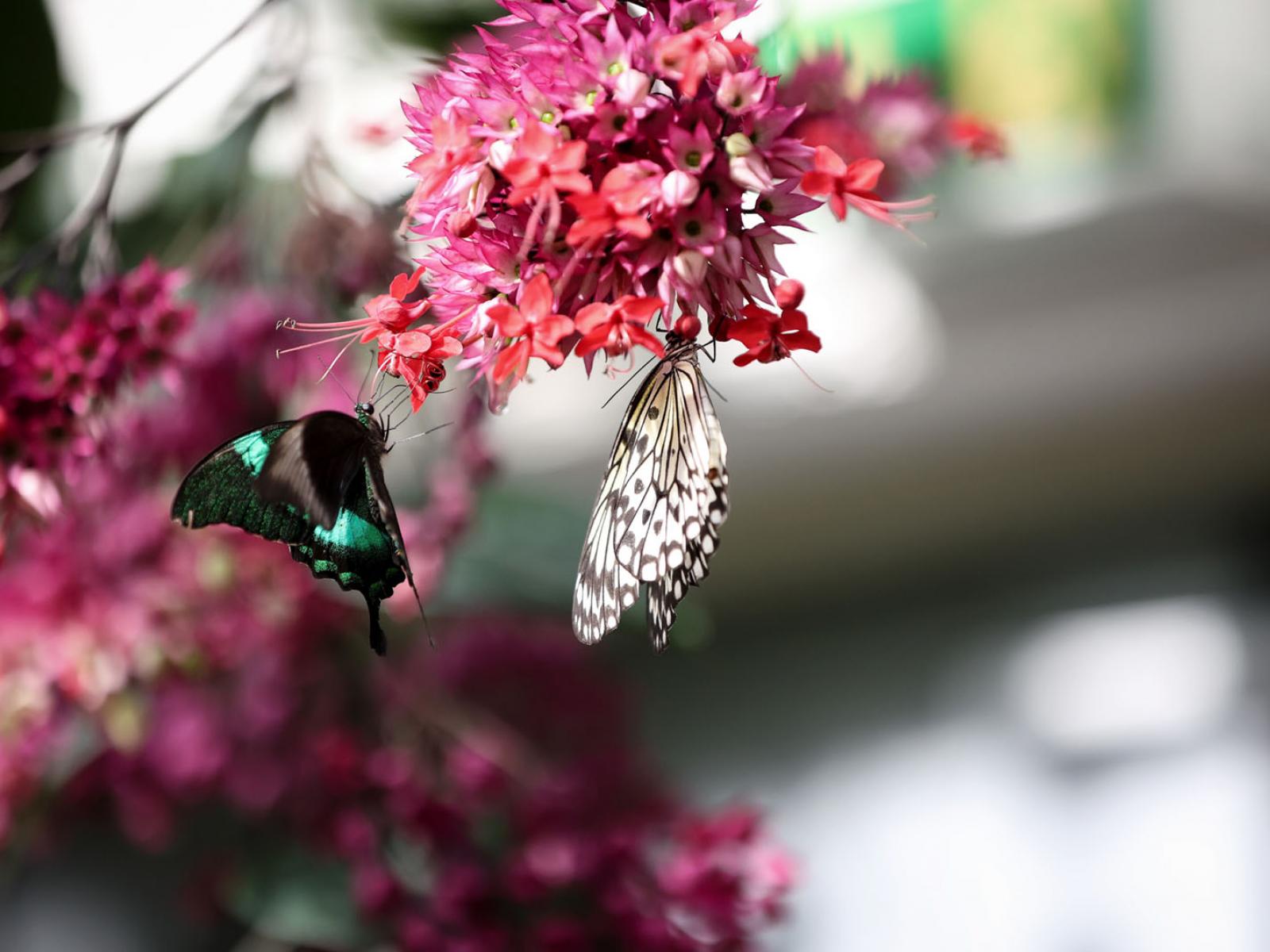 Vue sur un papillon posé sur une plante