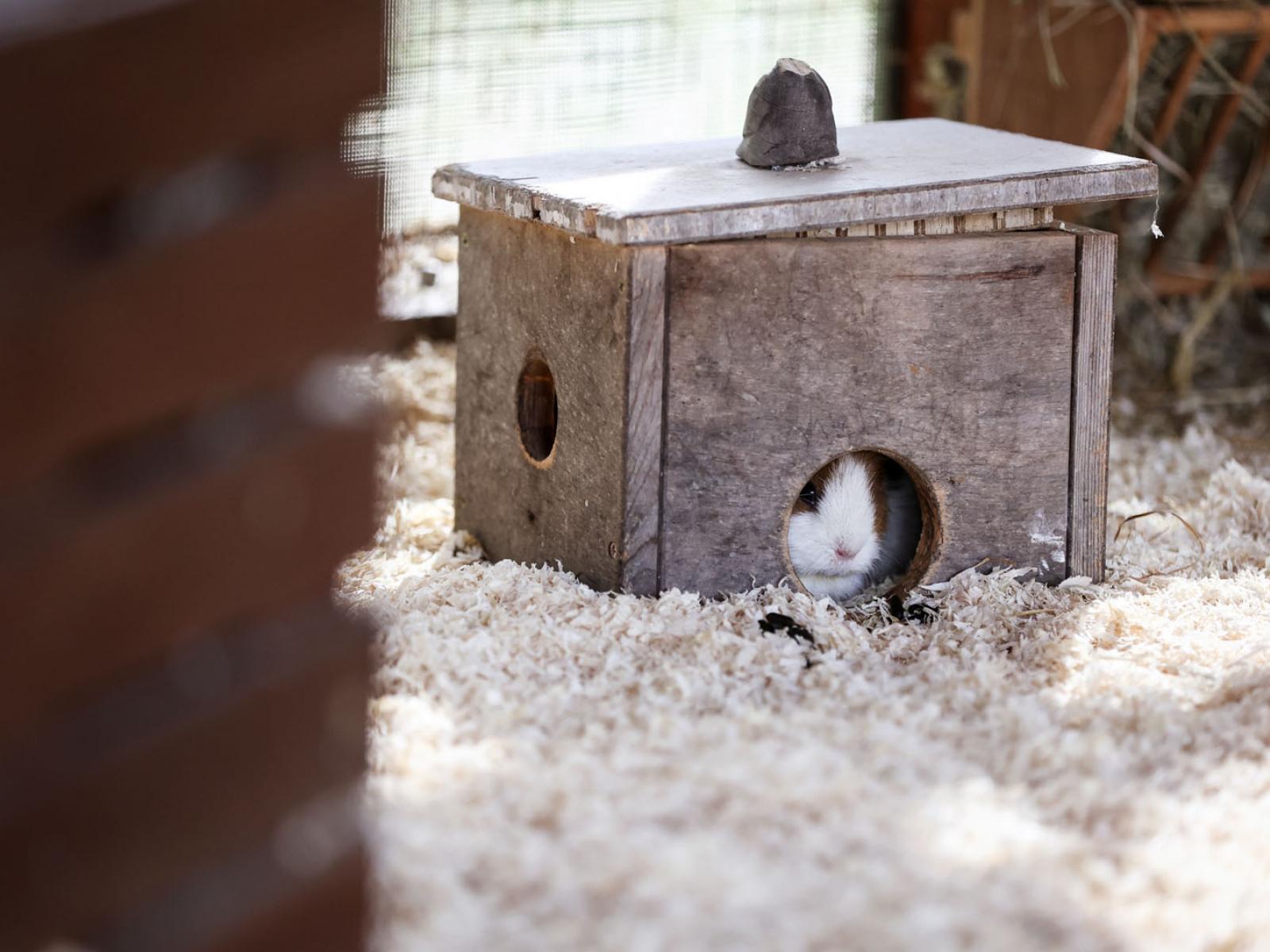 Un lapin a trouvé refuge dans un petit abri