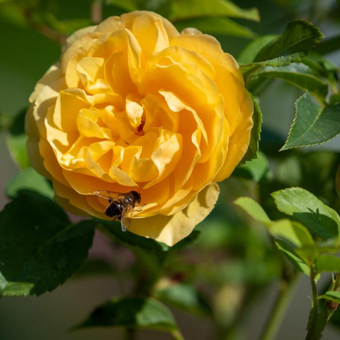 Berg Castle Gardens in summer