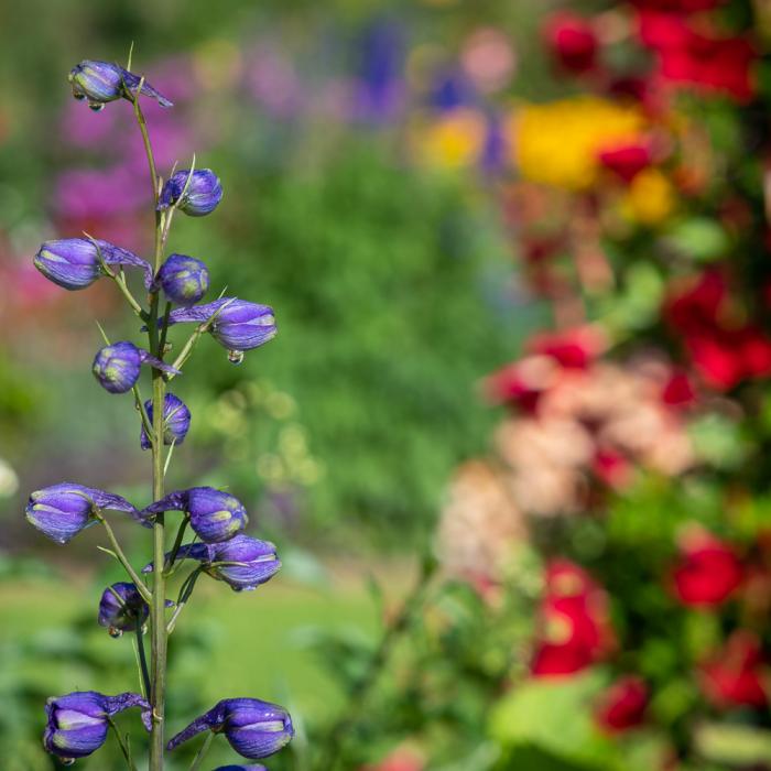 Les Jardins du Château de Berg pendant l'été