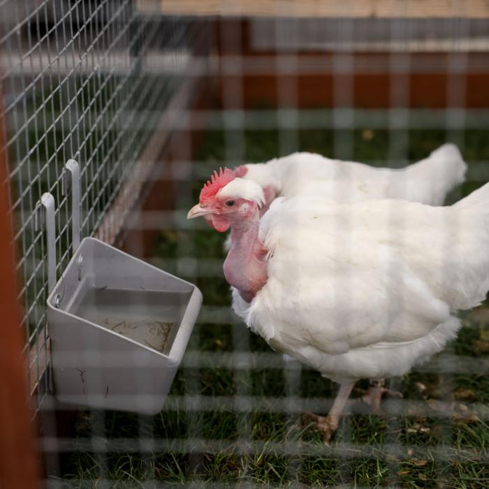 Vue sur une poule dans une cage