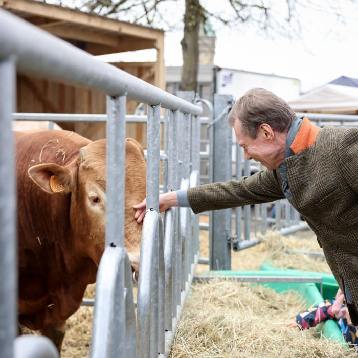 Le Grand-Duc touche le museau d'une vache