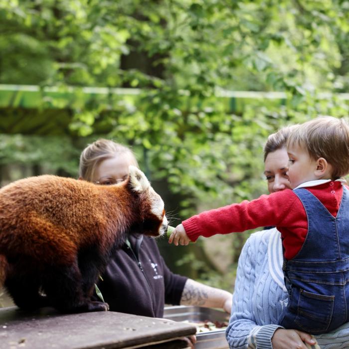 Le Prince Charles donne un fruit à un panda rouge