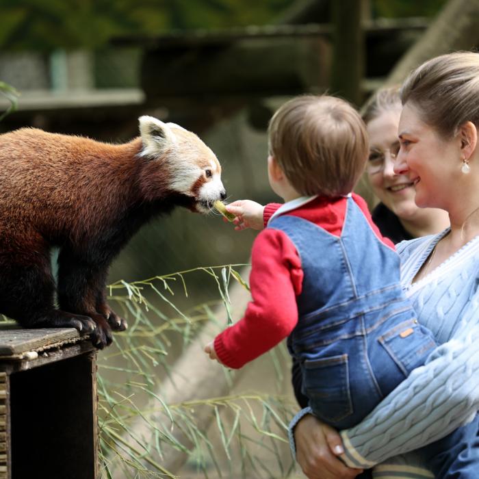 Le Prince Charles donne un fruit à un panda rouge