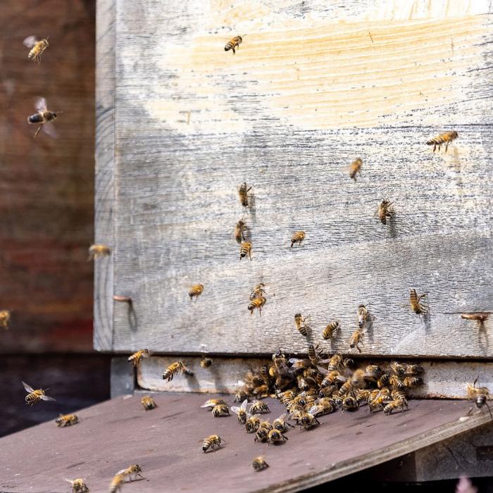 Vue sur une ruche d'abeilles