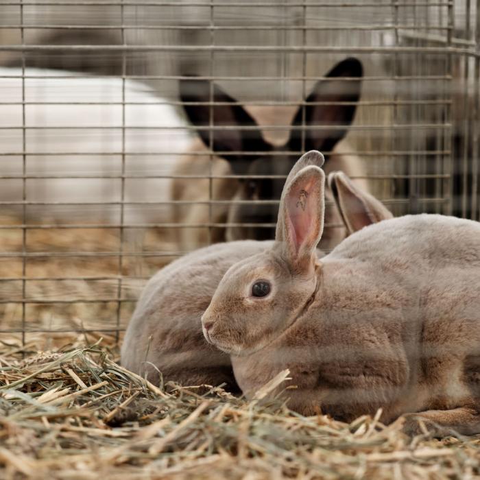 Des lapins dans une cage à la Foire Agricole d'Ettelbruck