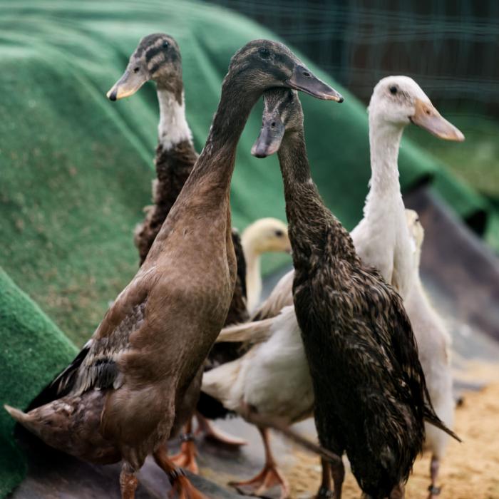 Des oies à la Foire Agricole d'Ettelbruck