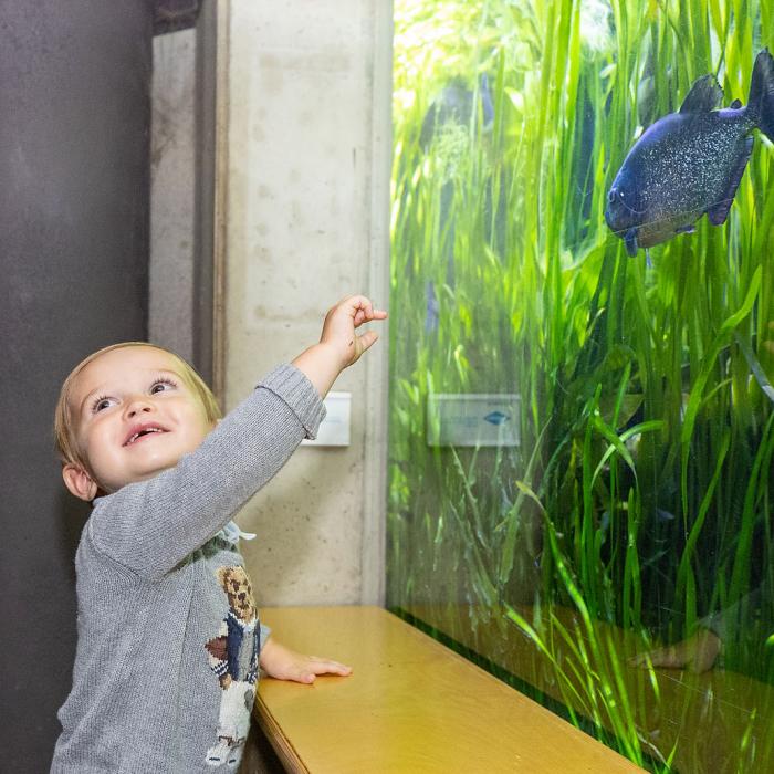 Le Prince Charles observe un poisson