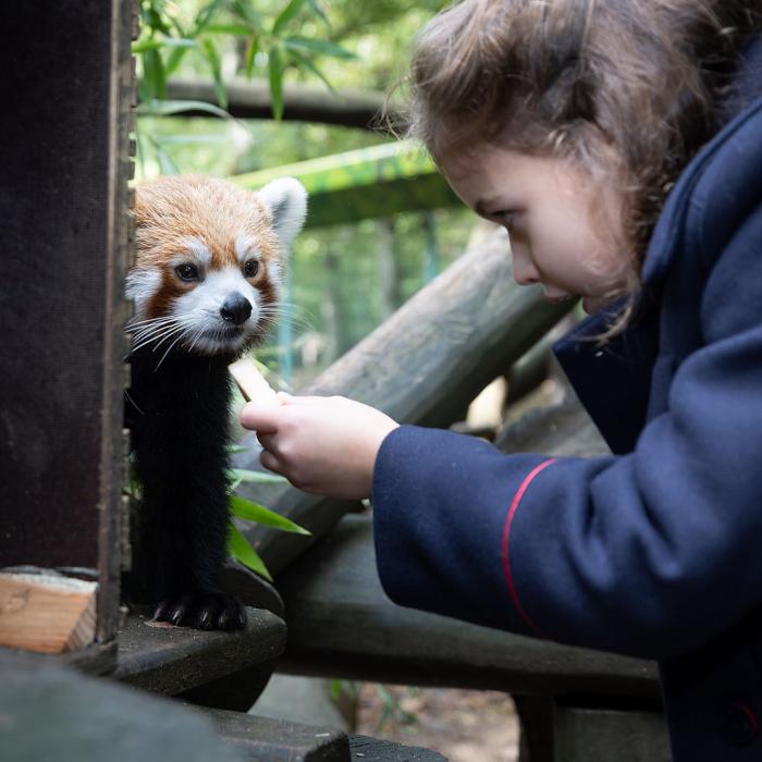La Princesse Amalia donne un morceau de pomme à un panda roux