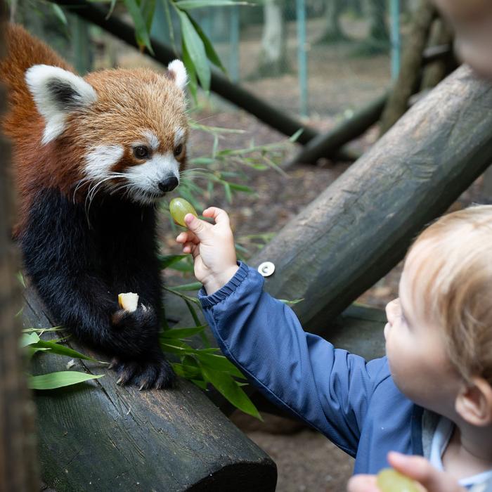 Le Prince Charles donne un raisin à un panda roux