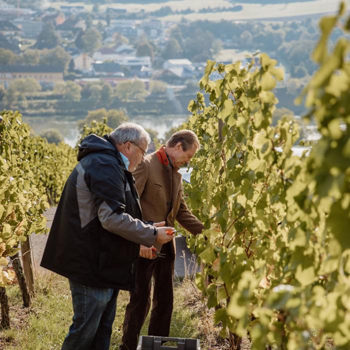 Le Grand-Duc aide dans les vendanges