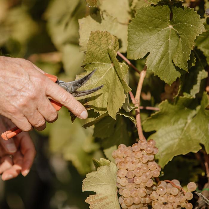 Le Grand-Duc s'apprête à couper une grappe de raisin