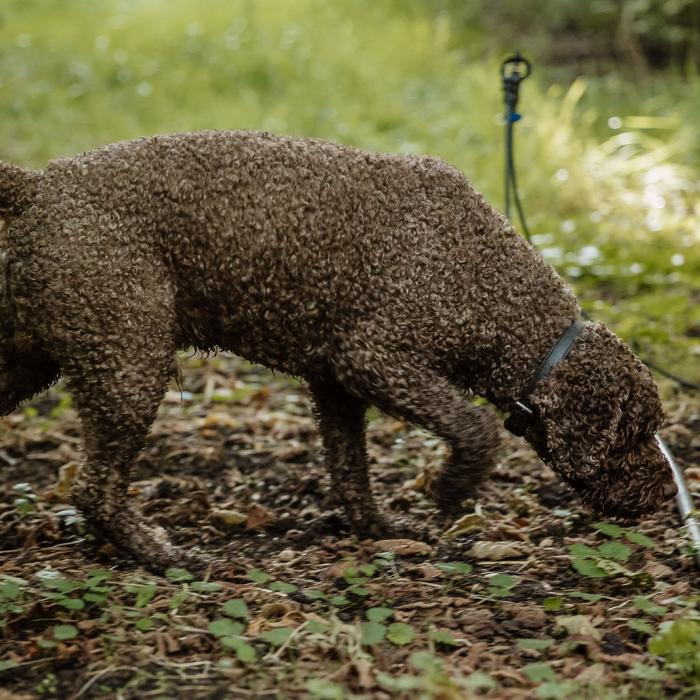 Un chien truffier à la recherche d'une truffe