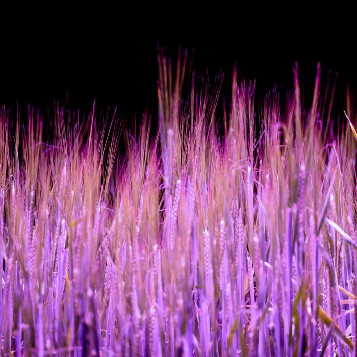 Vue sur du blé sous une lumière artificielle