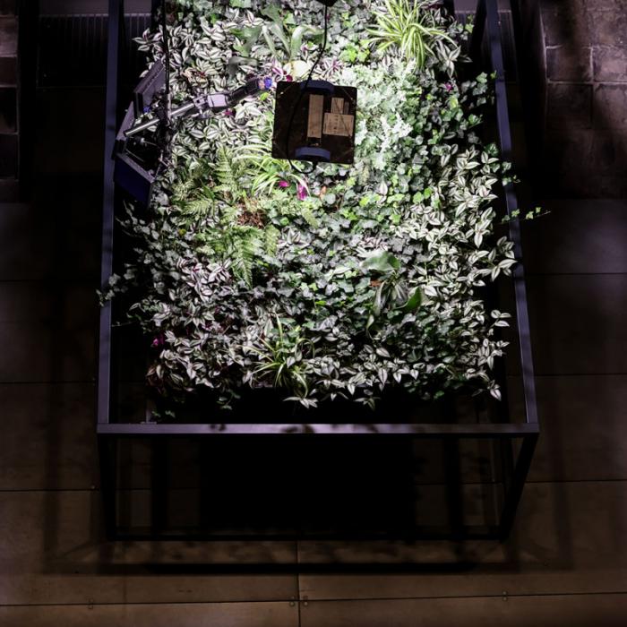 Vue sur des plantes sous une lumière artificielle