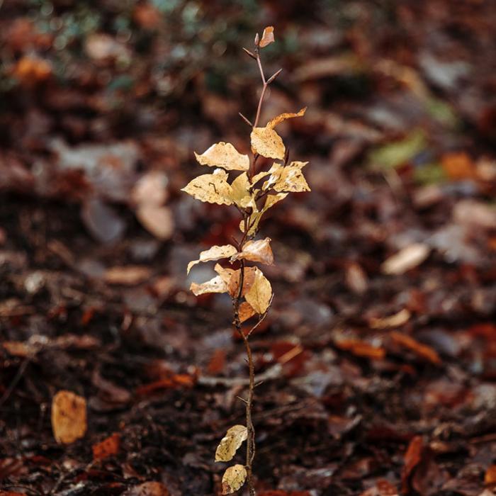 Vue sur un hêtre fraîchement planté