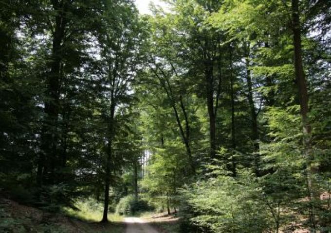 Ouverture au public de la forêt du Grünewald