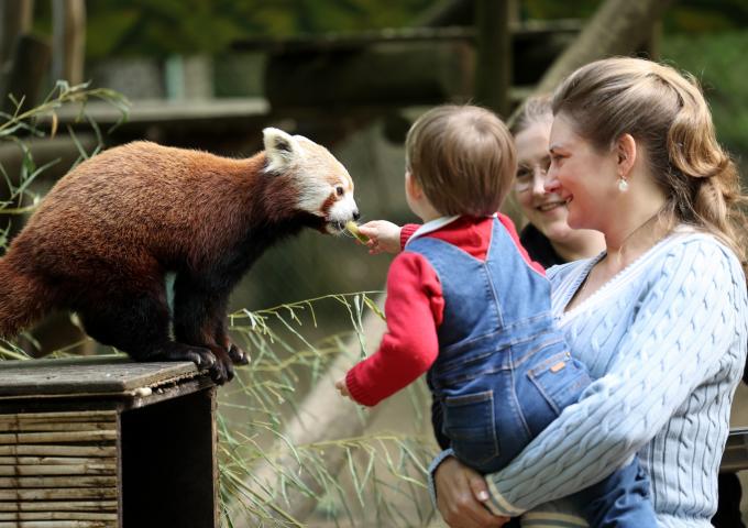 Le Prince Charles découvre les animaux du Parc Merveilleux