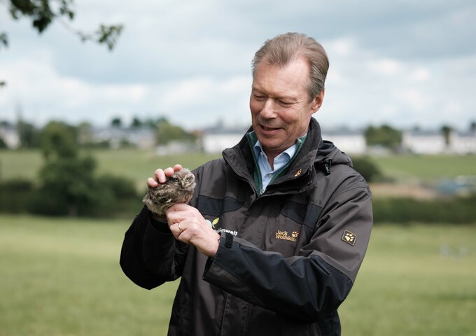 Baguage de chouettes chevêches avec l'asbl "Natur&Emwëlt"